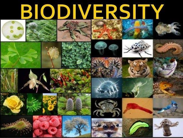 BioDiversity1.jpg