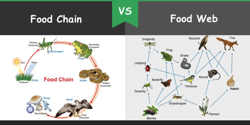 Food Chains1.jpg