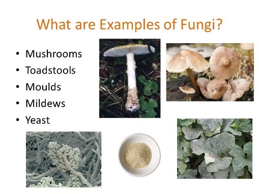Fungi2.jpg