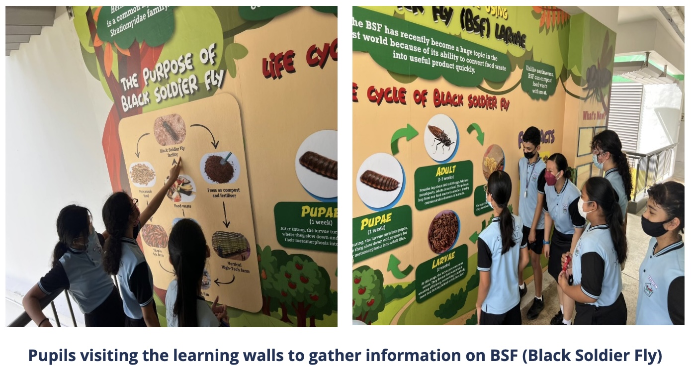 Pupils visiting the learning walls to gather information on BSF (Black Soldier Fly)