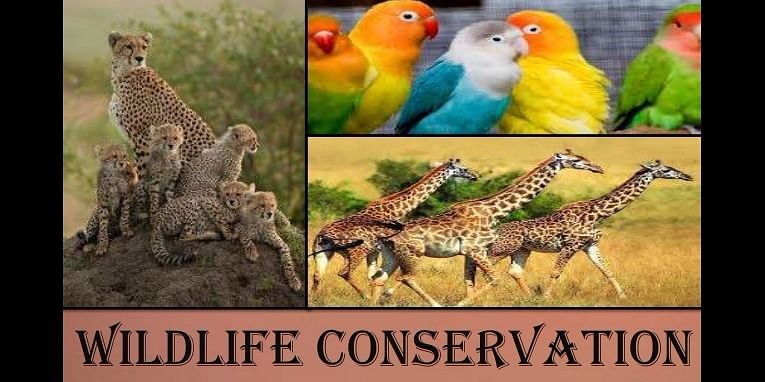 Wildlife Conservation1.jpg