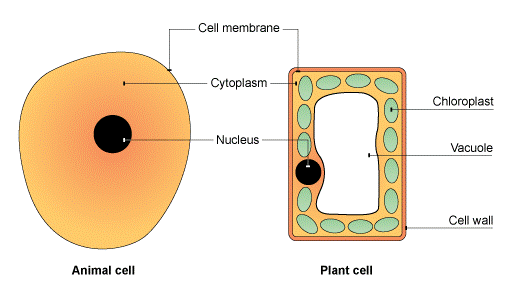 cells.gif