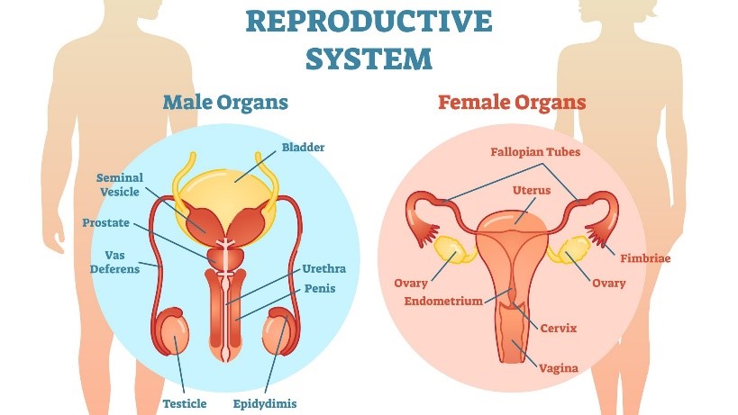 reproductivesystem1.jpg