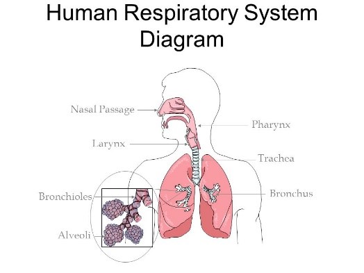 respiratory2.jpg